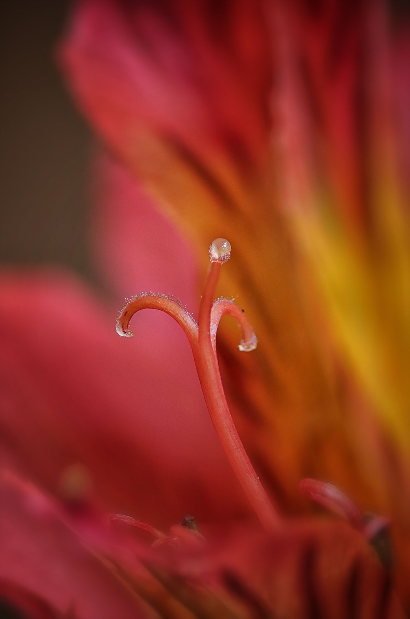 Canon EF 100mm F2.8 Macro USM sample photo. Untitled photography