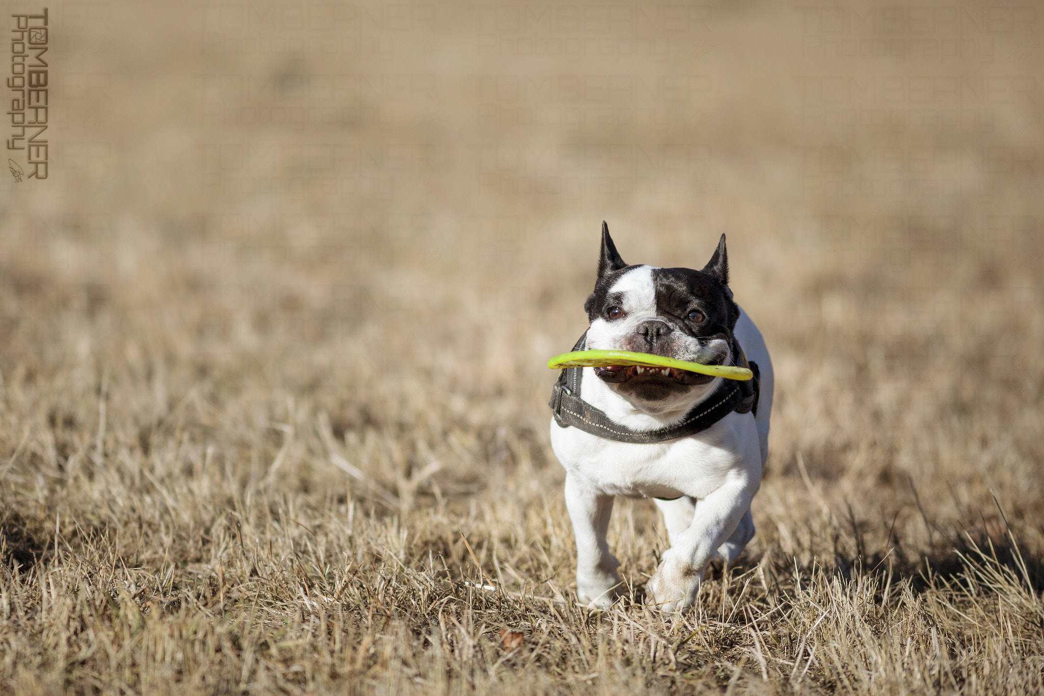 Canon EF 300mm F4L IS USM sample photo. Frisbee photography