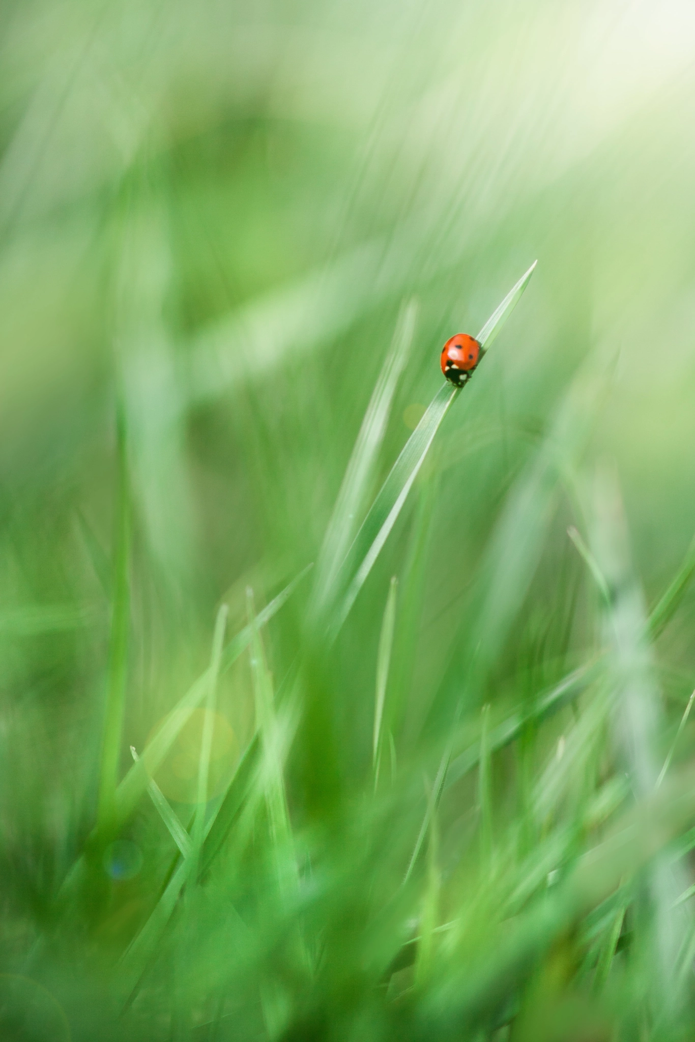 Canon EF 300mm F4L IS USM sample photo. Marienkäfer photography