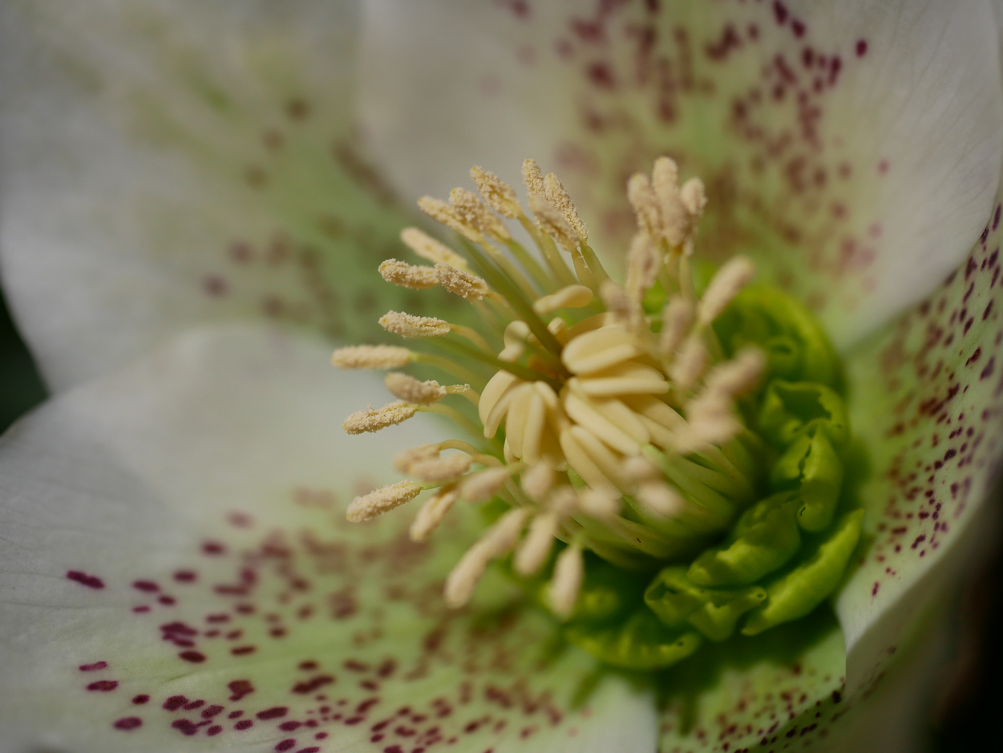 Panasonic Lumix DMC-GX85 (Lumix DMC-GX80 / Lumix DMC-GX7 Mark II) sample photo. Hellebore photography