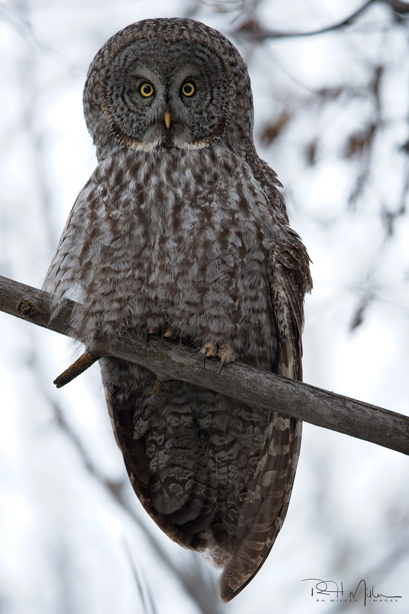 Canon EF 600mm F4L IS II USM sample photo. Who goes photography
