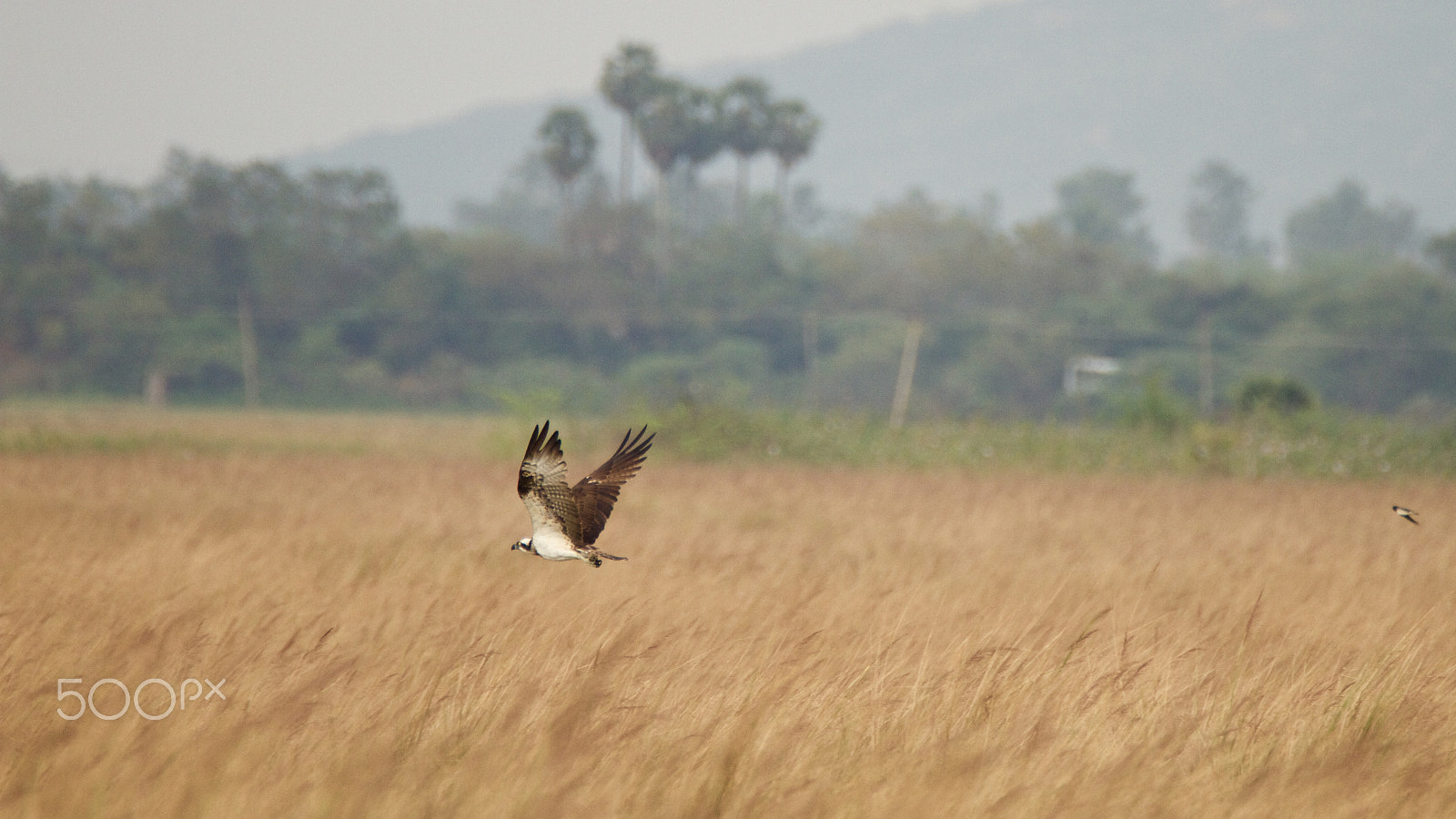 Tamron SP 150-600mm F5-6.3 Di VC USD sample photo. Osprey photography