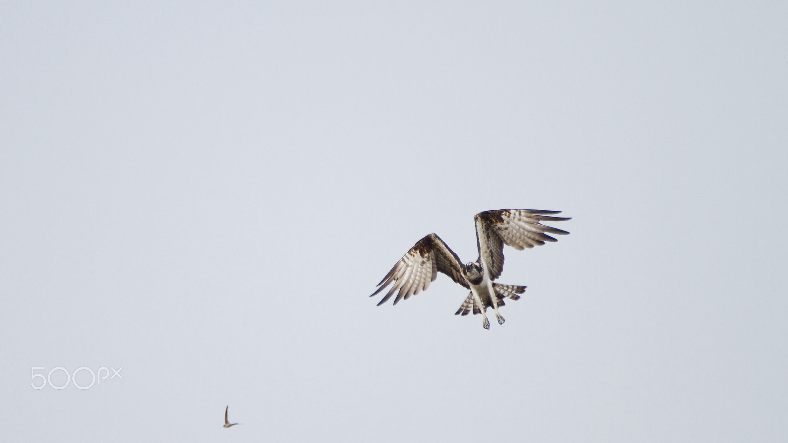 Tamron SP 150-600mm F5-6.3 Di VC USD sample photo. Osprey photography