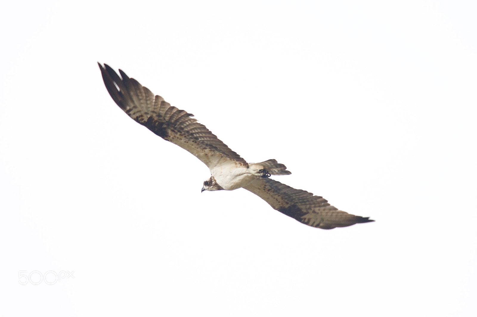 Tamron SP 150-600mm F5-6.3 Di VC USD sample photo. Osprey photography