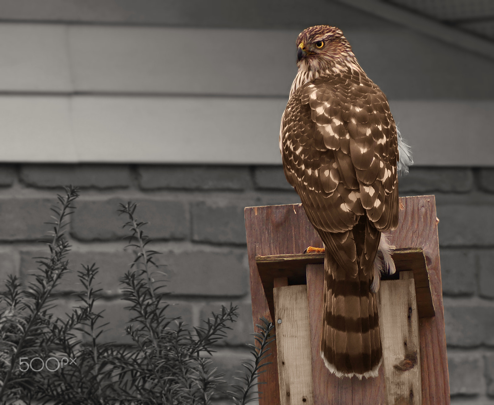 Sony 75-300mm F4.5-5.6 sample photo. Hunting photography