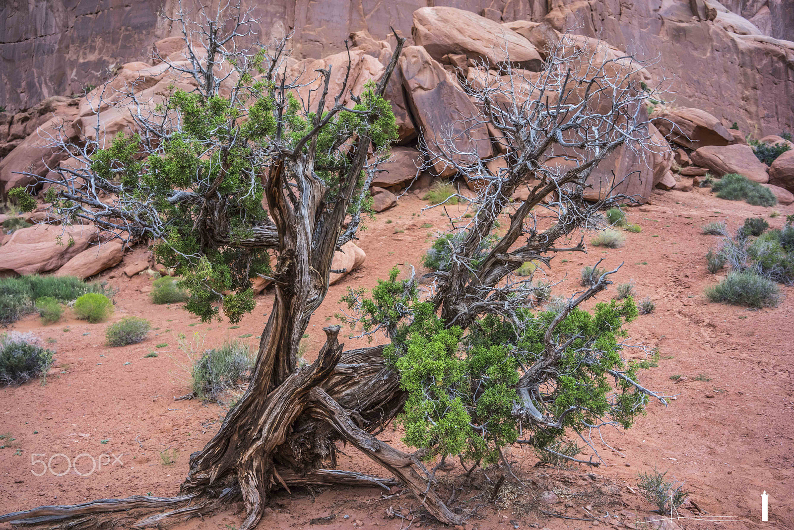 Sony a7R + Sony Sonnar T* FE 35mm F2.8 ZA sample photo. Trees of moab utah (ref:72-moab- 22) photography