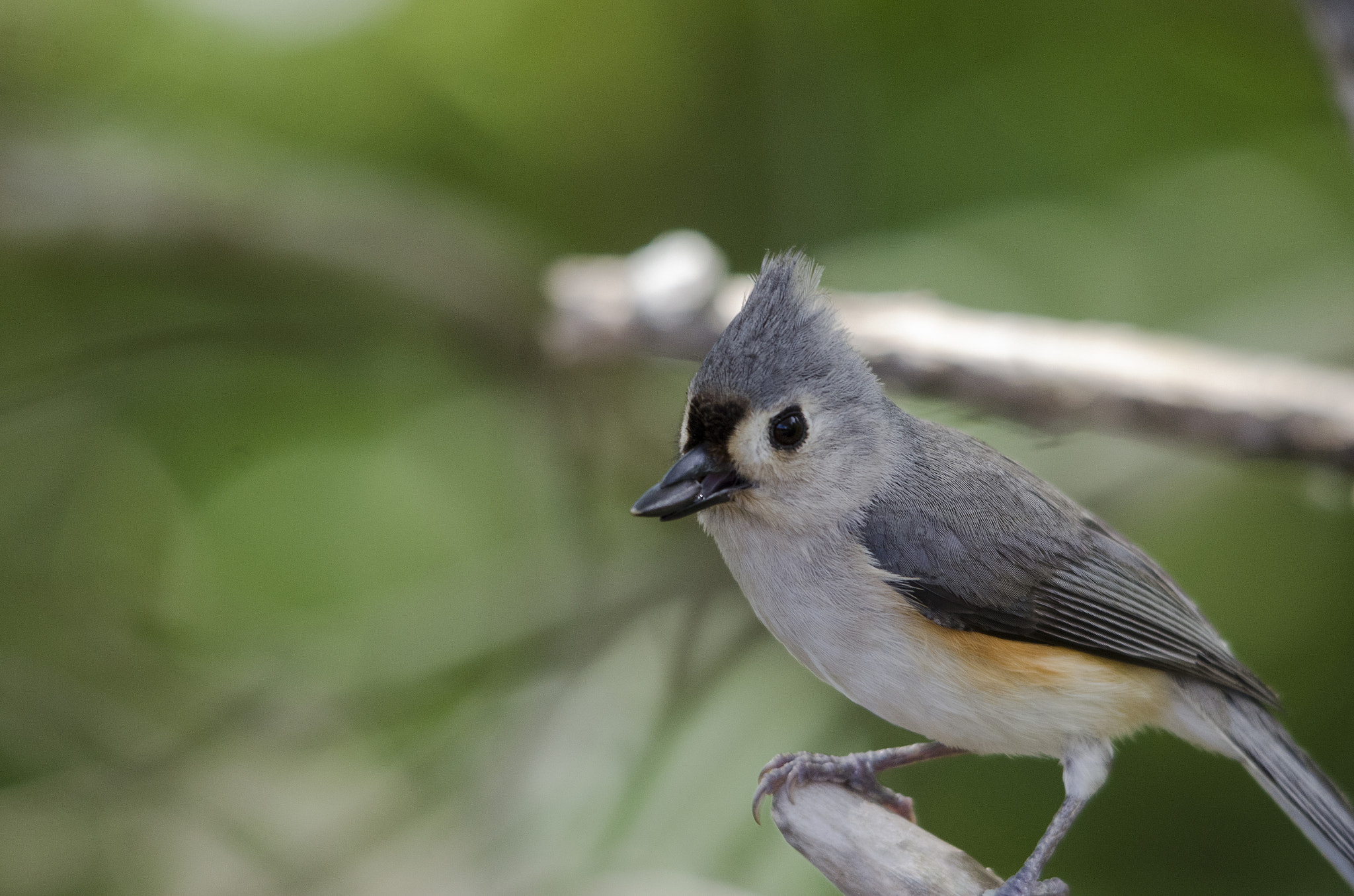 Sigma 150-500mm F5-6.3 DG OS HSM sample photo. Tufted titmouse photography