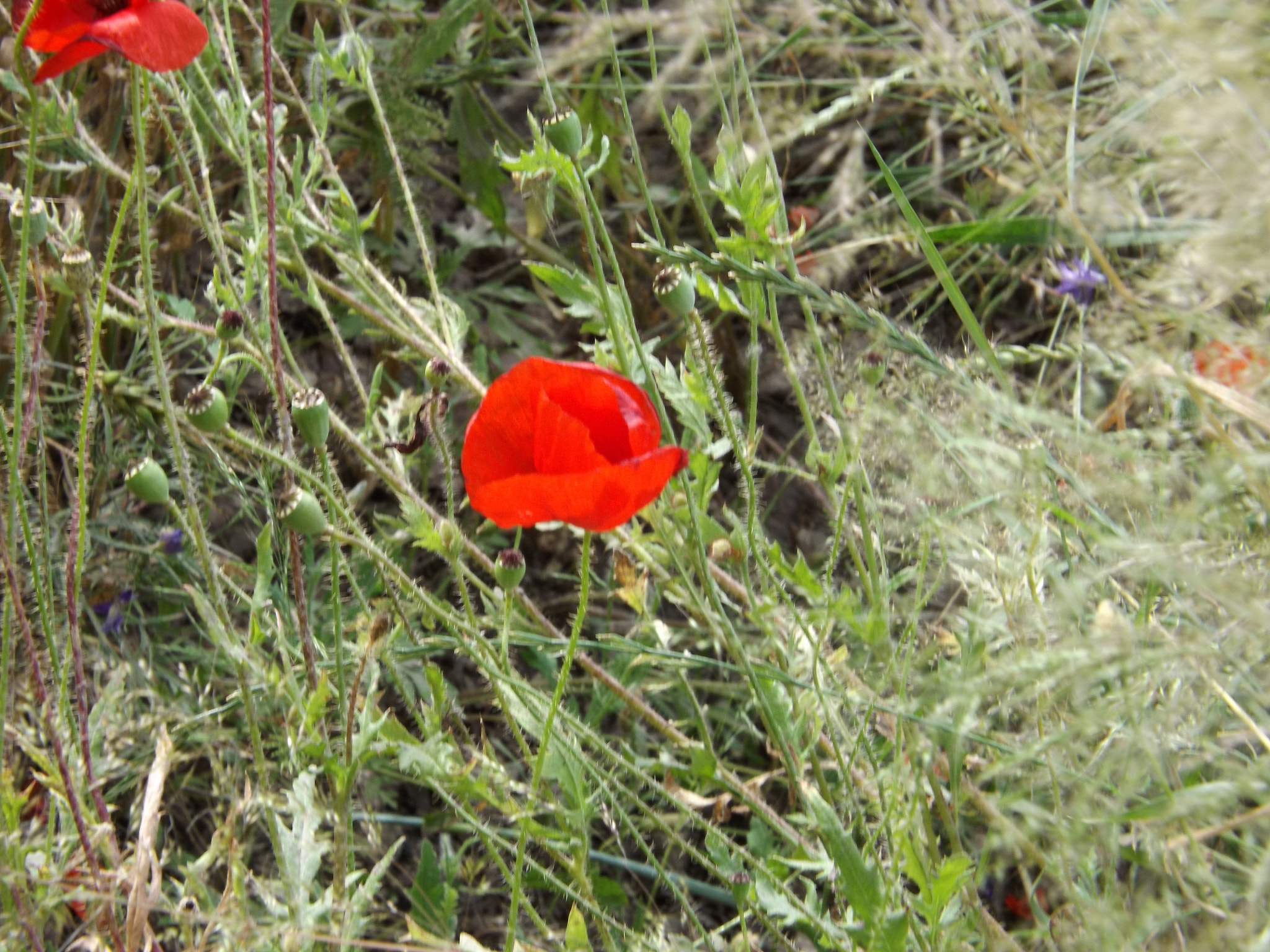 Fujifilm FinePix SL300 sample photo. Poppy photography