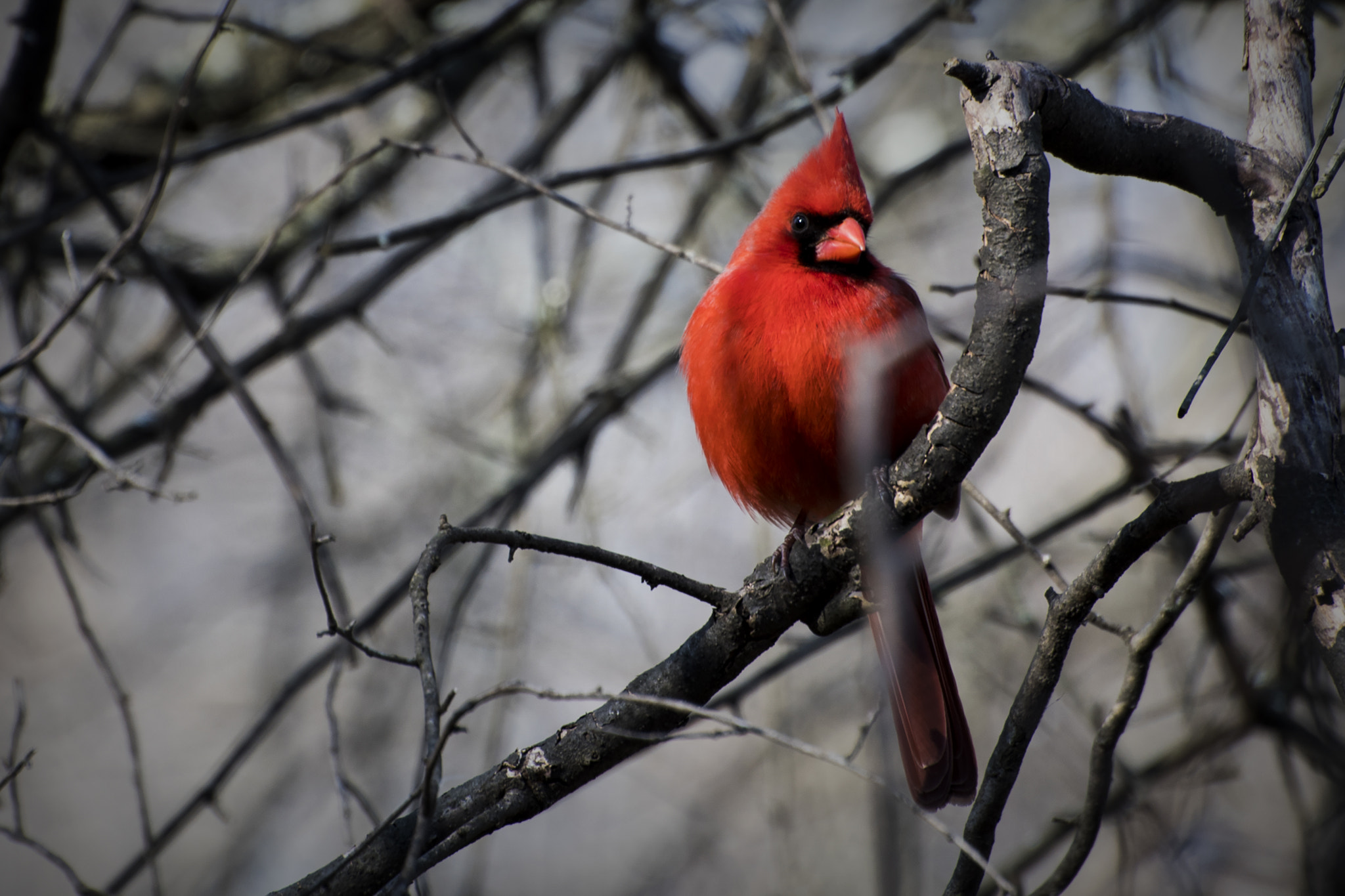 Nikon D500 sample photo. Crimson. windsor, on. photography