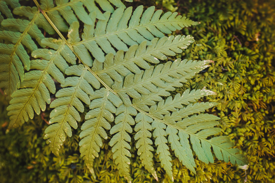 Nikon D300 sample photo. Delicate fern photography