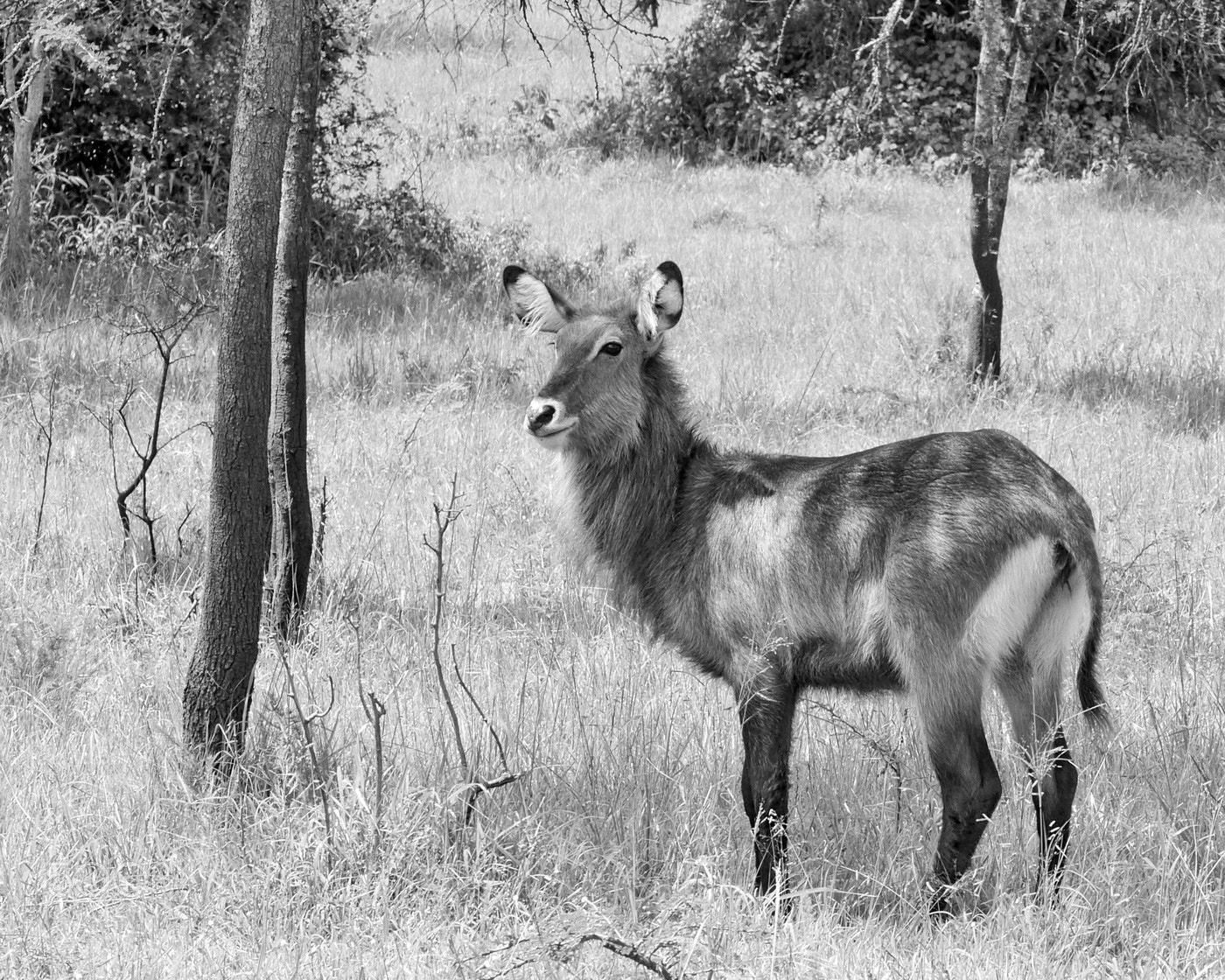 Panasonic Lumix DMC-GH3 sample photo. Defassa waterbuck photography