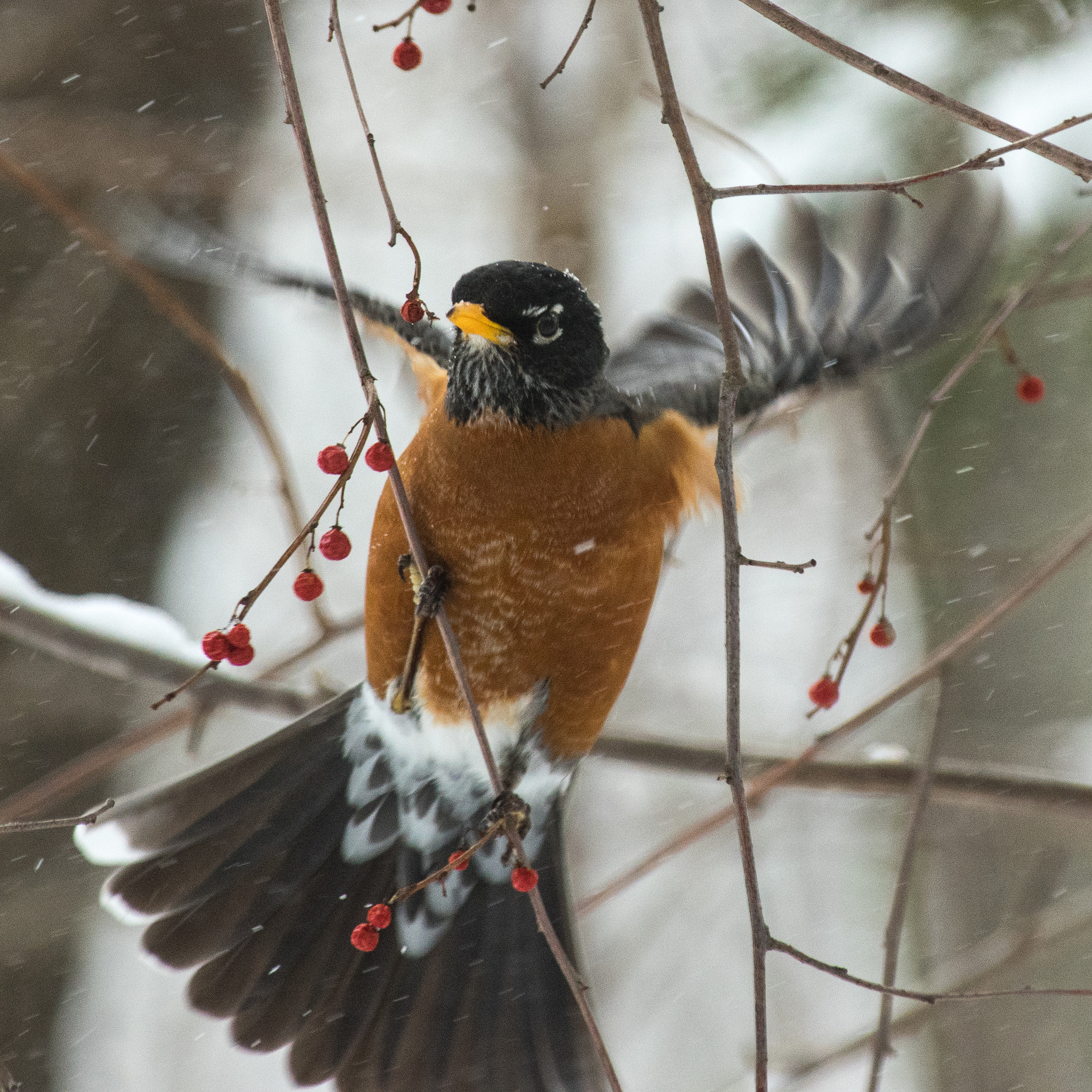 Pentax smc DA* 300mm F4.0 ED (IF) SDM sample photo. A robin flying to berries photography