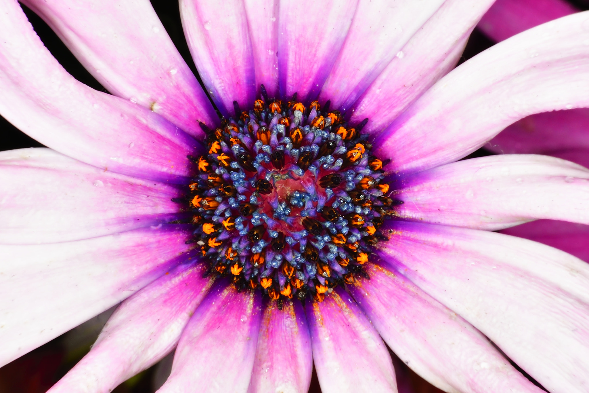 Nikon D5 sample photo. Eye photography