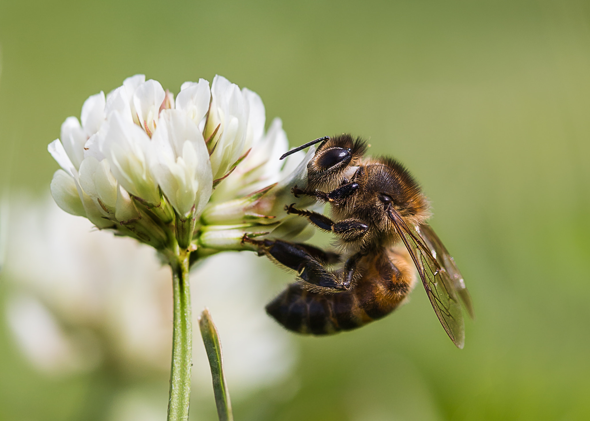 Canon EF-S 60mm F2.8 Macro USM sample photo. Beasy bee photography