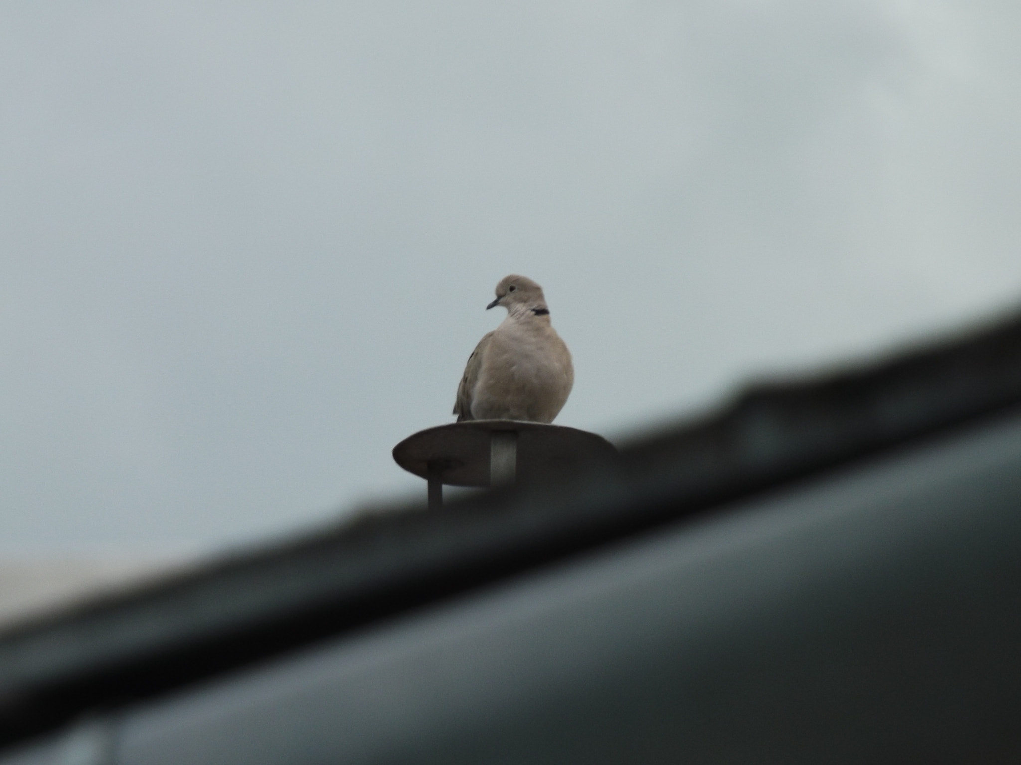 Fujifilm FinePix SL300 sample photo. Dove photography