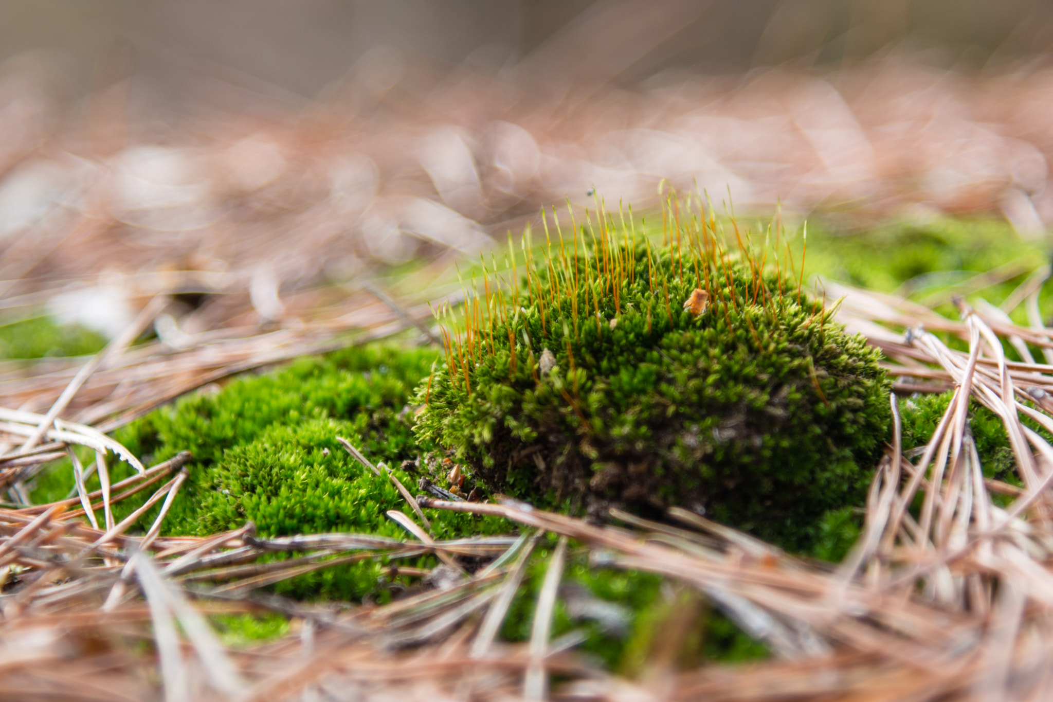 Nikon AF-S Nikkor 24-120mm F4G ED VR sample photo. The moss photography