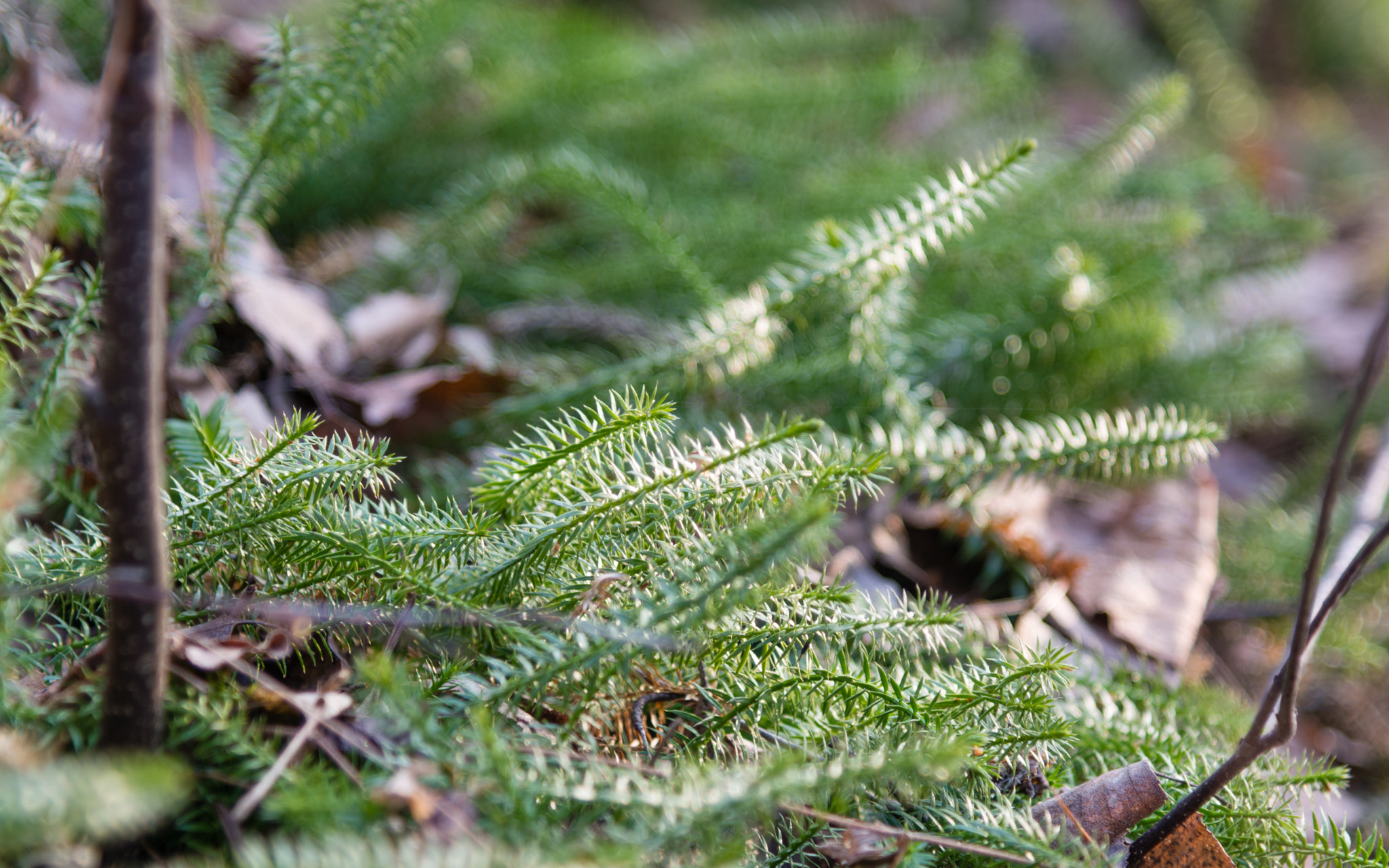 Nikon AF-S Nikkor 24-120mm F4G ED VR sample photo. Lycopodium clavatum photography