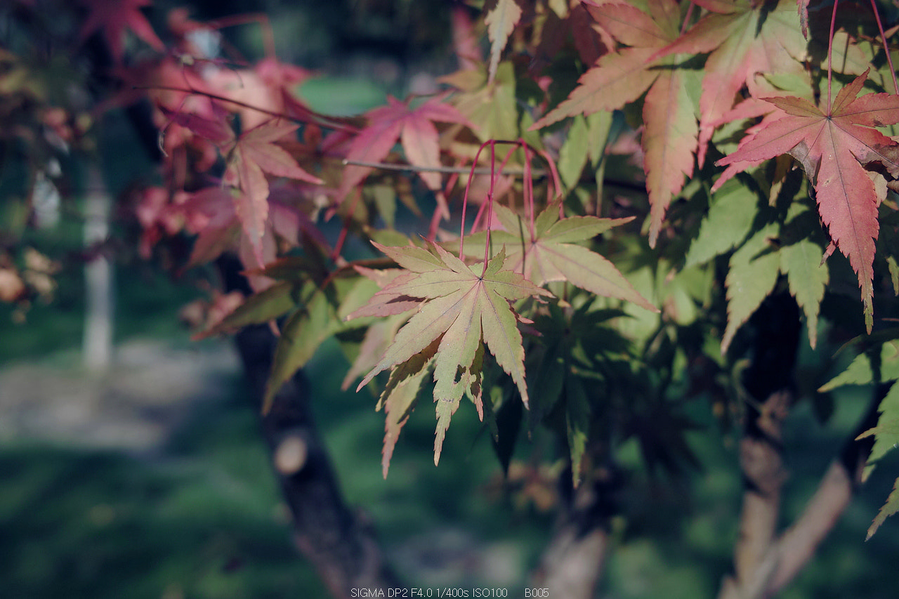 Sigma DP2 sample photo. The leaves photography