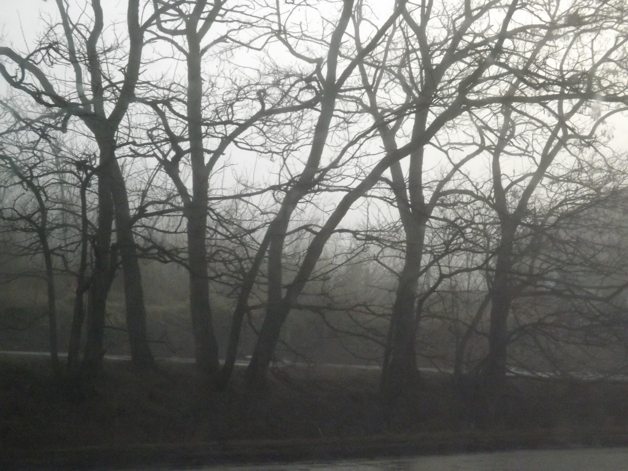 Fujifilm FinePix SL300 sample photo. Trees photography