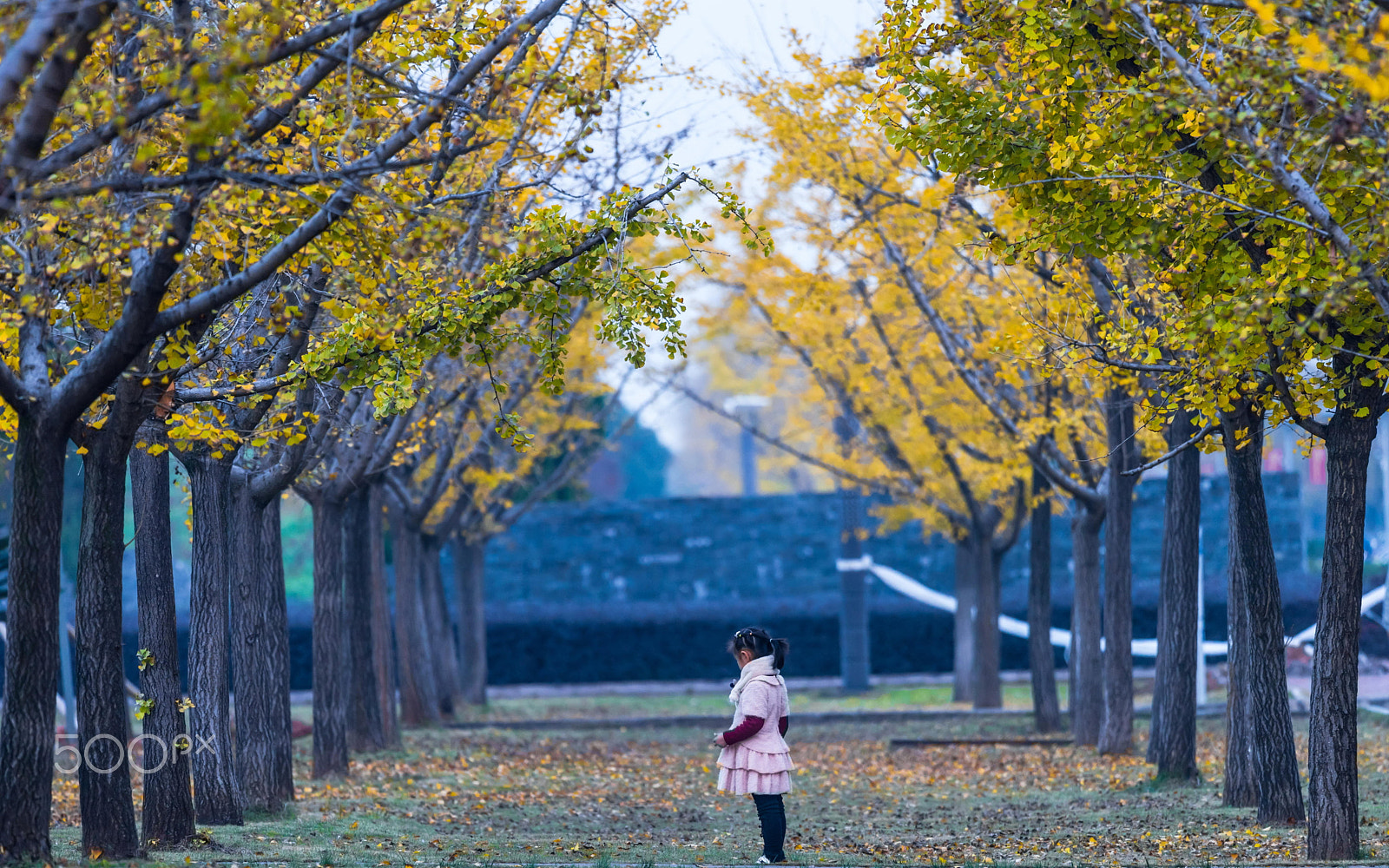 Nikon Nikkor AF-S 300mm F4E PF ED VR sample photo. Lolita crossing trees photography