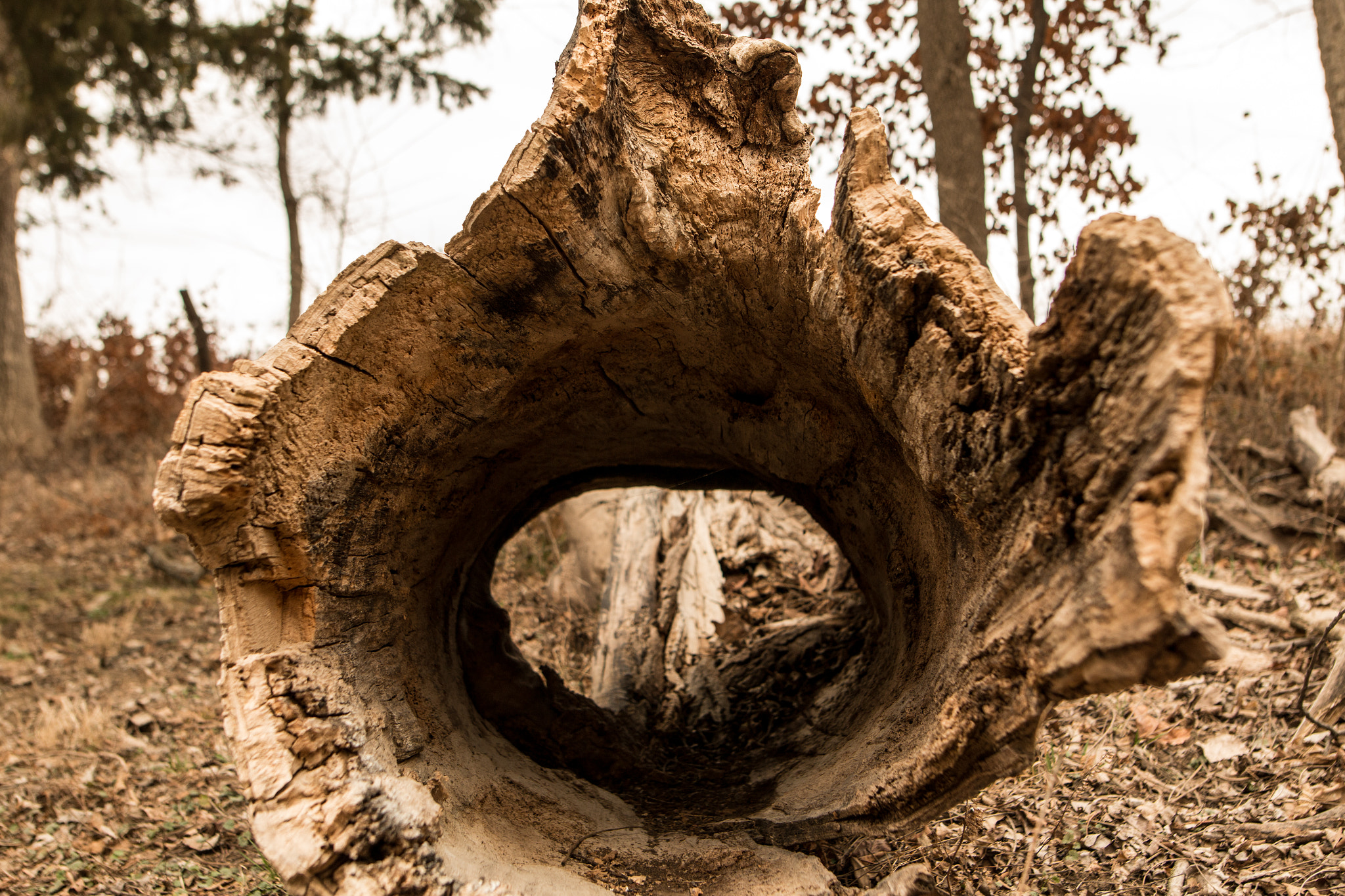 Sigma 24mm F1.4 DG HSM Art sample photo. Hollowed photography