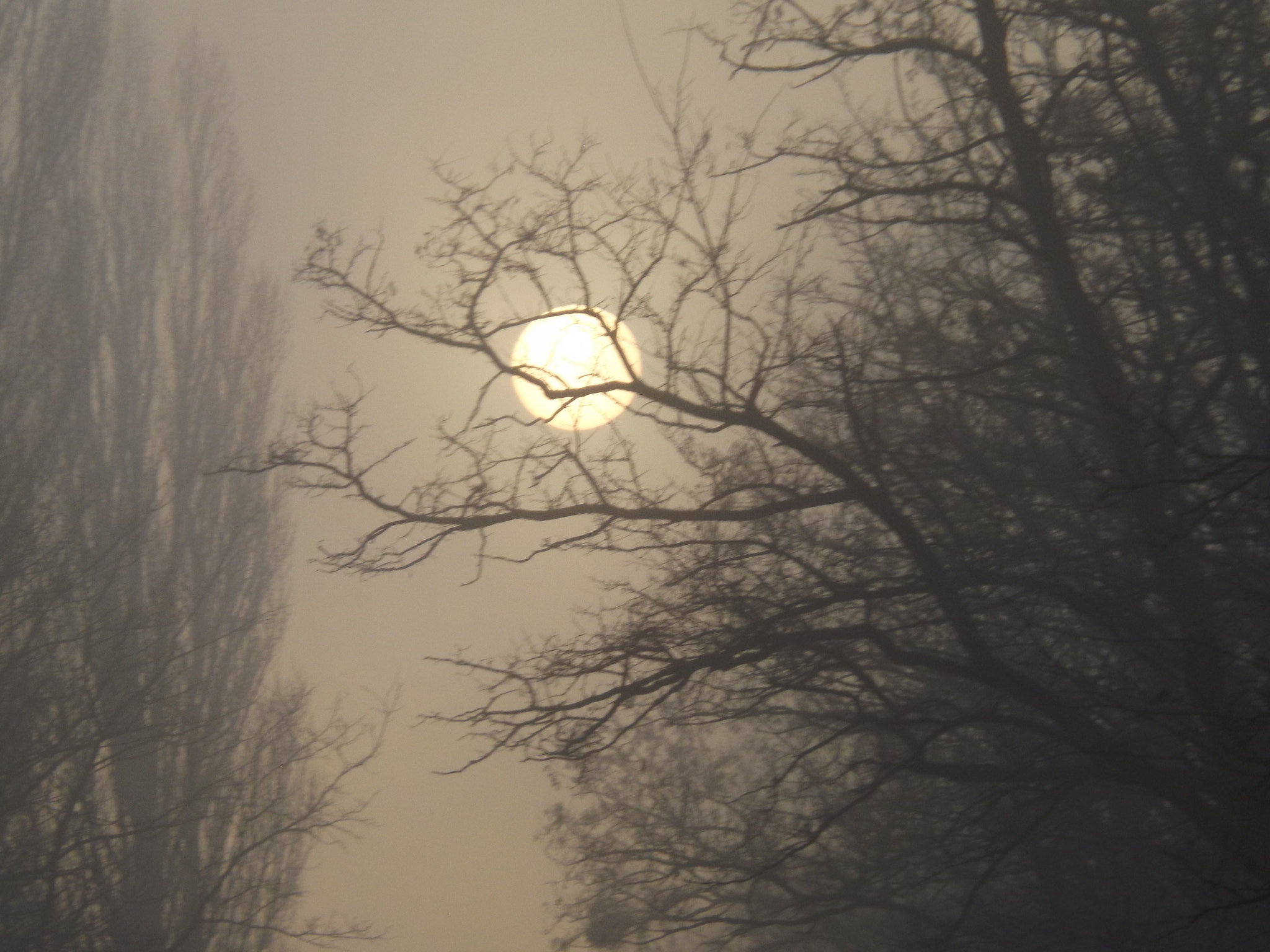 Fujifilm FinePix SL300 sample photo. Sun photography