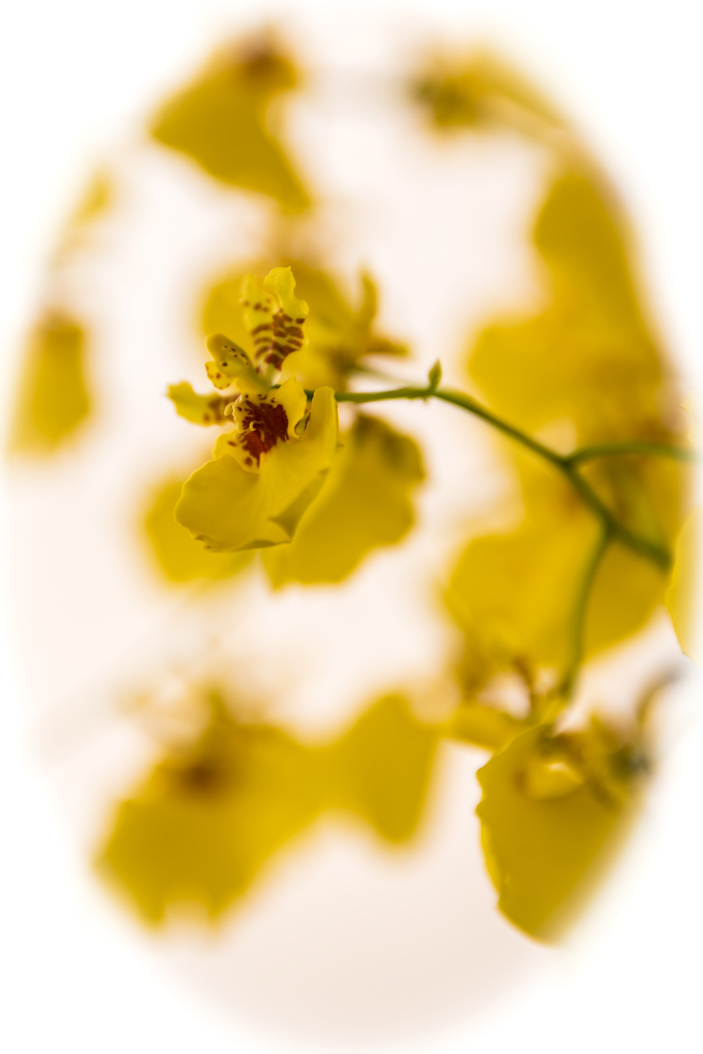 Sigma 17-50mm F2.8 EX DC OS HSM sample photo. Orchid photography