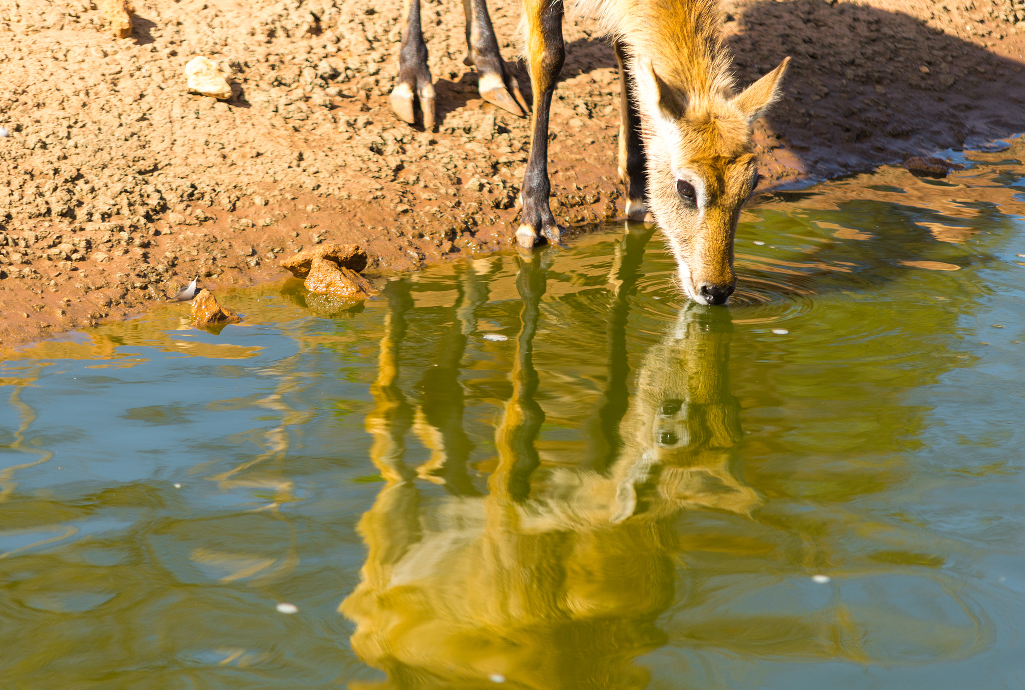 Sigma 70-200mm F2.8 EX DG Macro HSM II sample photo. Wild life in the zoo photography