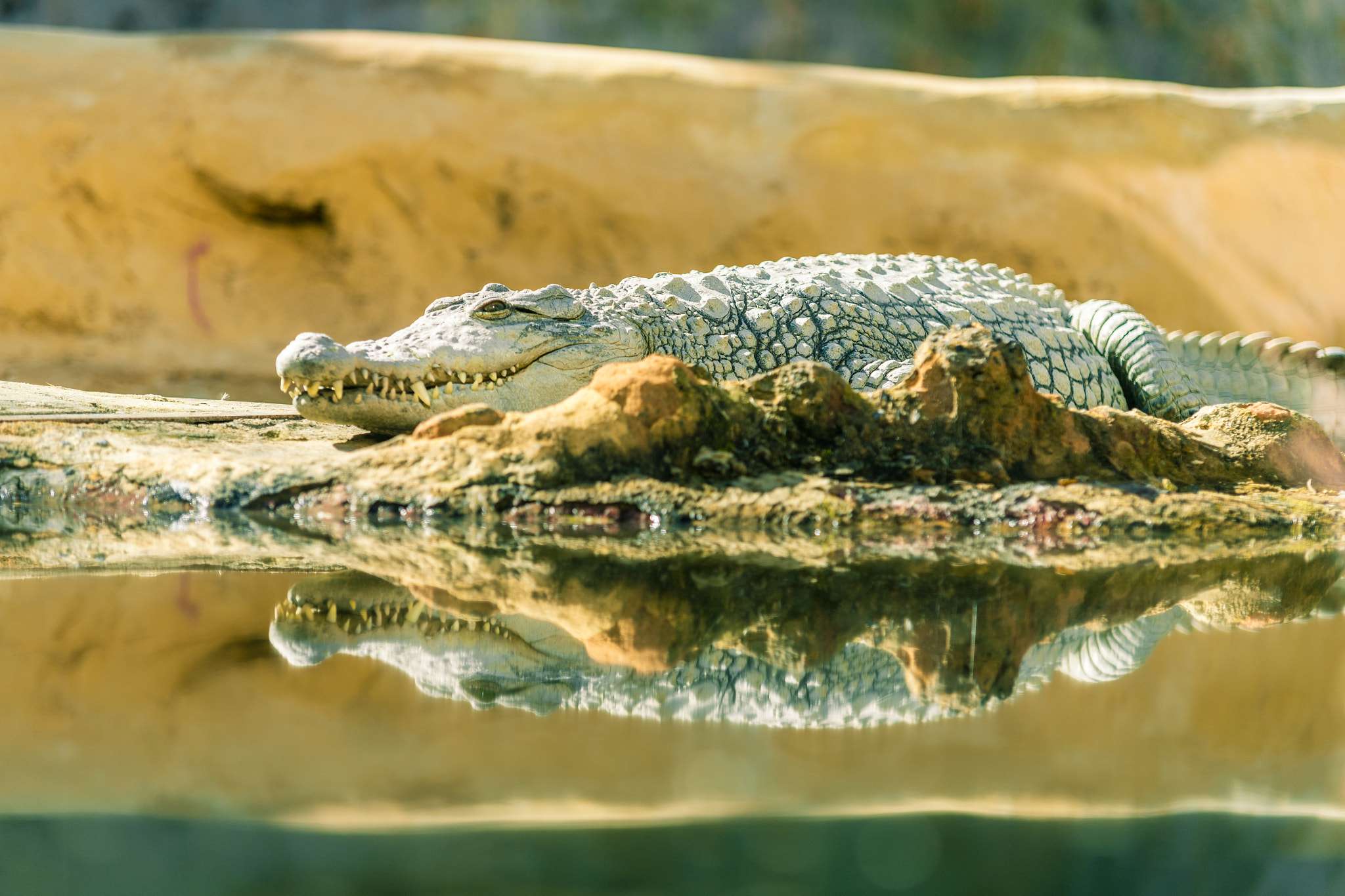 Sigma 70-200mm F2.8 EX DG Macro HSM II sample photo. Wild life in the zoo photography