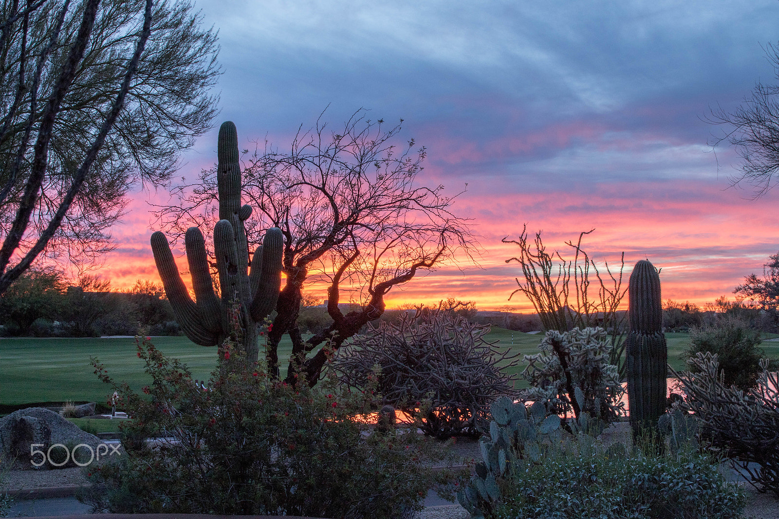Canon EOS 7D Mark II sample photo. Sunrise and saguaro photography