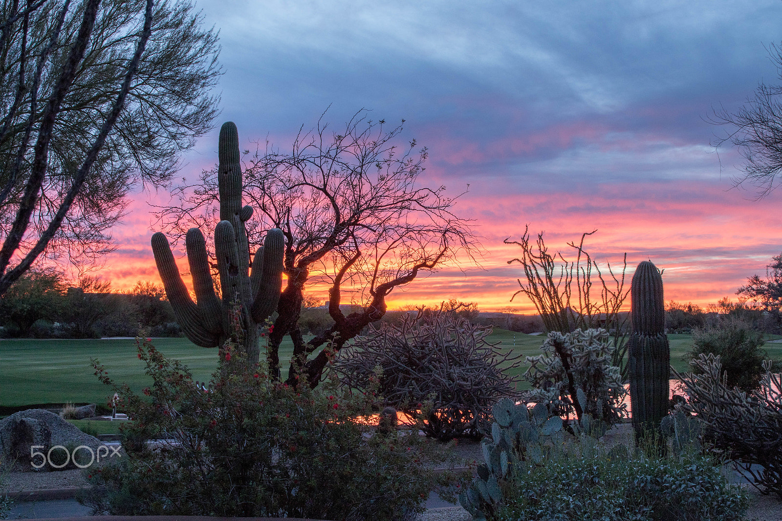 Canon EF 24-70mm F2.8L II USM sample photo. Sunrise and saguaro photography