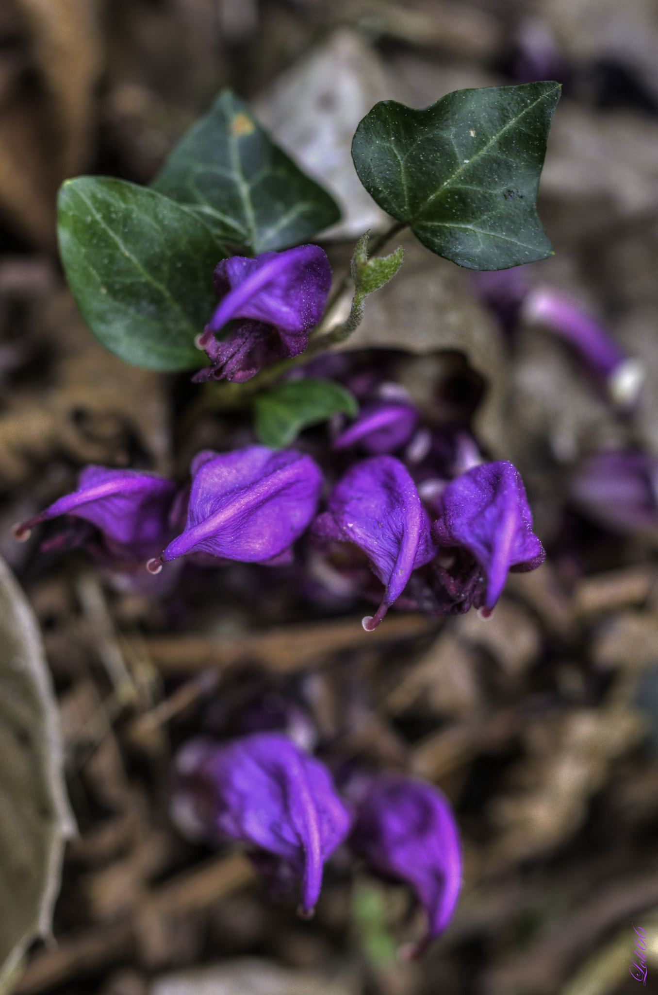 Nikon D7200 sample photo. Primavera? photography