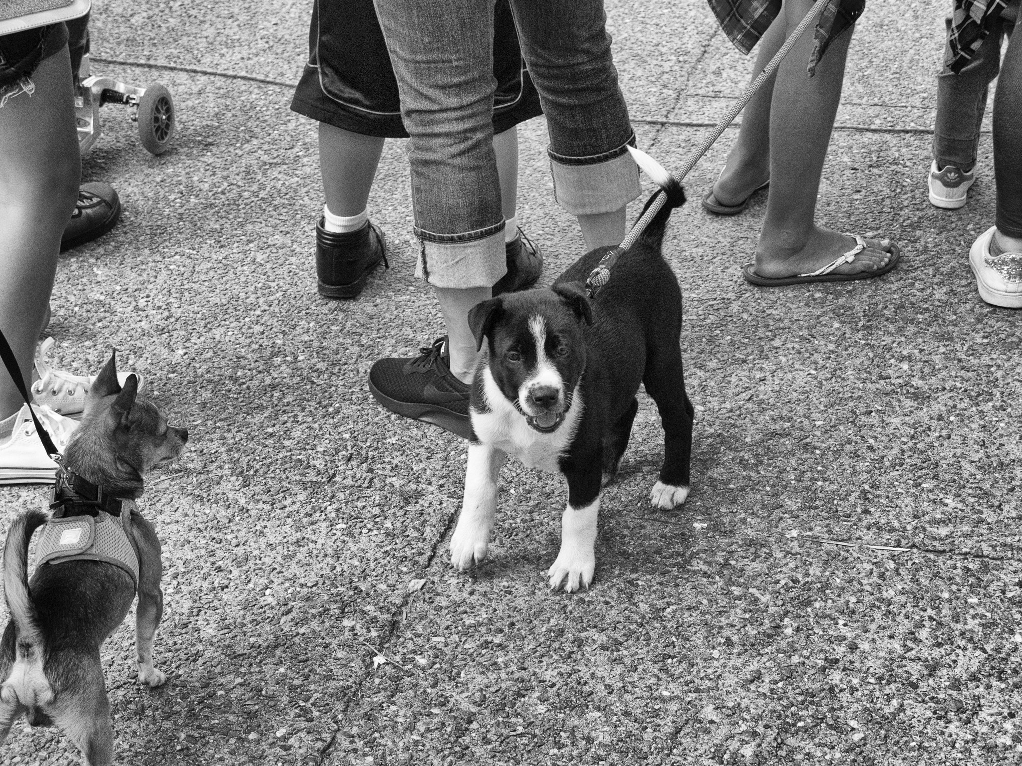 Nikon Coolpix P7800 sample photo. Pups in the crowd photography