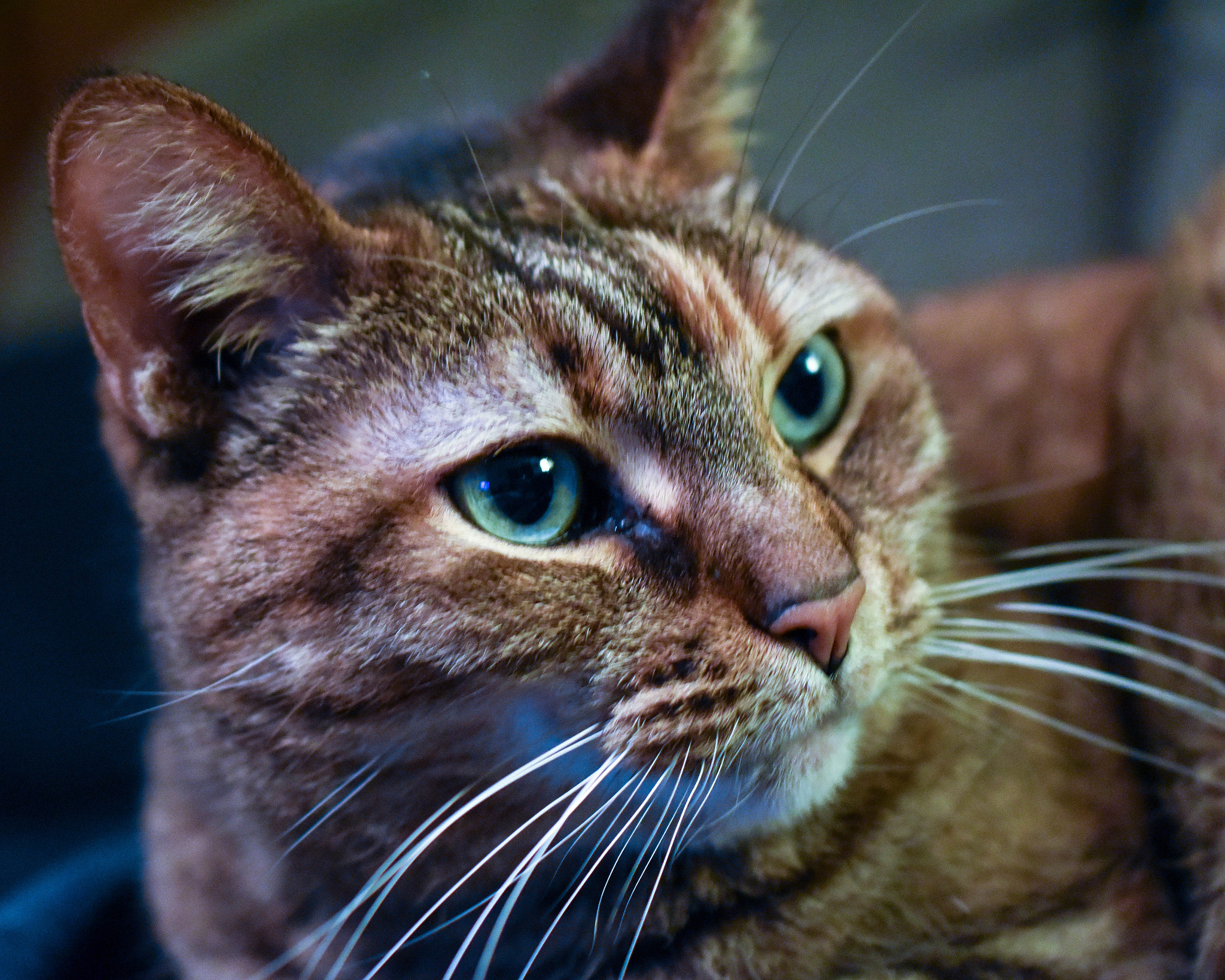 Nikon AF-S DX Micro Nikkor 40mm F2.8 sample photo. Queen tet photography