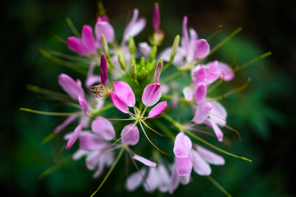 Nikon D810 sample photo. 花蕊 photography