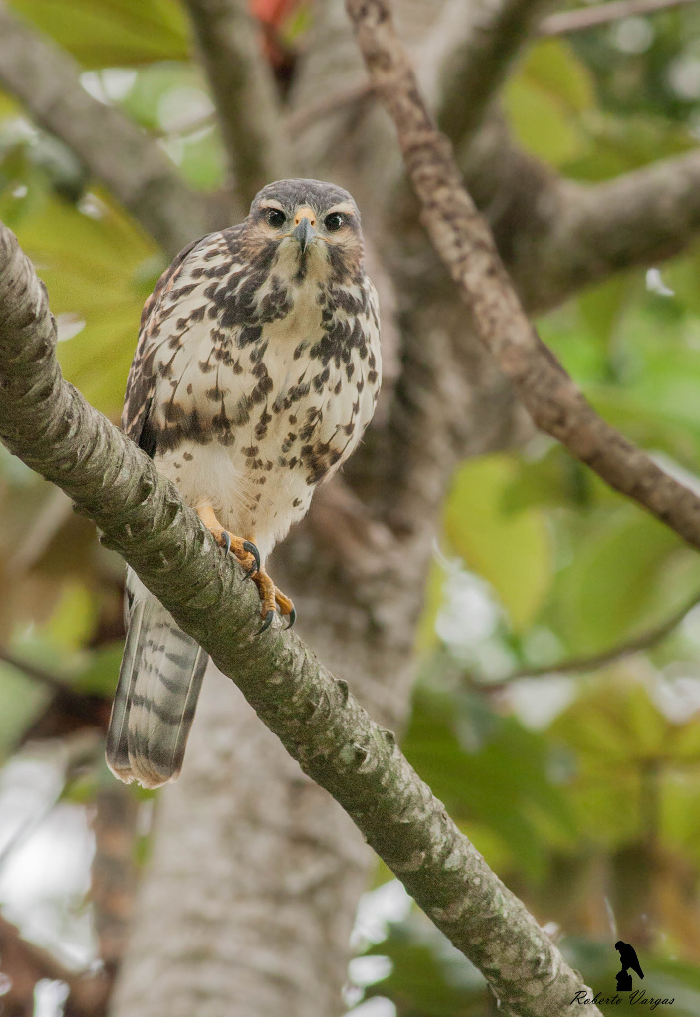 Canon EOS 40D + Canon EF 400mm F5.6L USM sample photo. Gray hawk photography