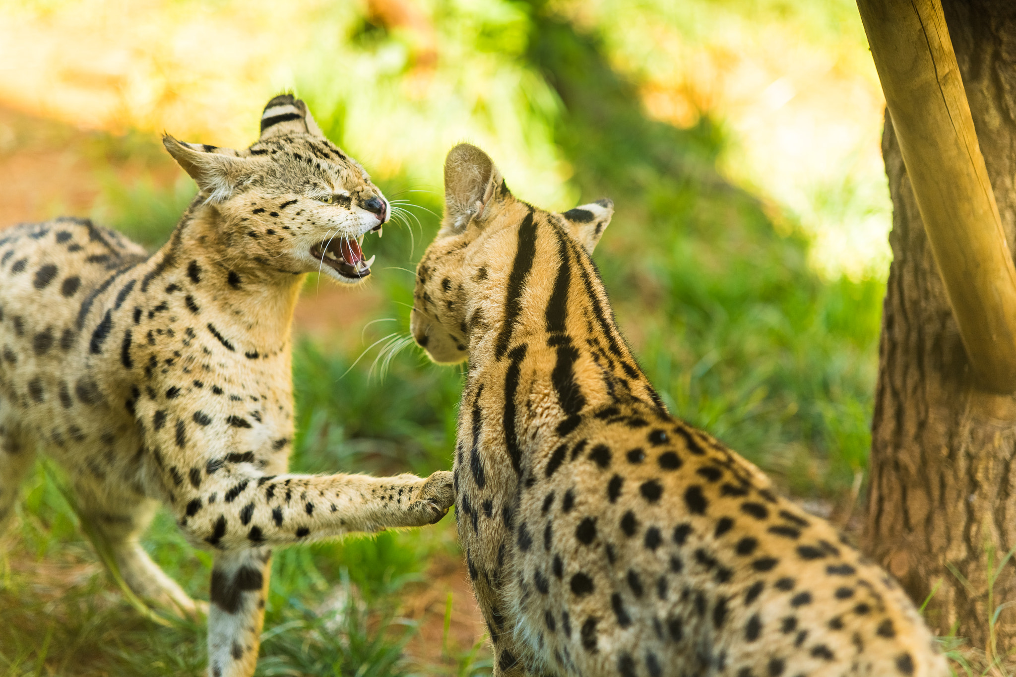Sigma 70-200mm F2.8 EX DG Macro HSM II sample photo. Wild life in the zoo photography
