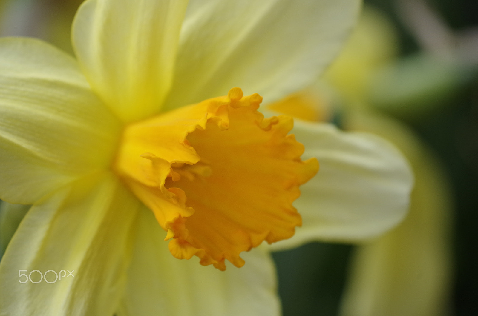 Pentax K-50 sample photo. Spring photography