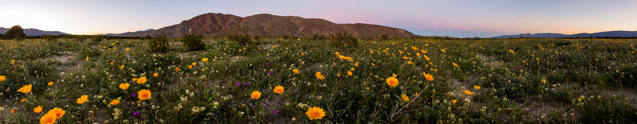 Canon EOS 6D + Canon EF-S 17-85mm F4-5.6 IS USM sample photo. 2017 anza-borrego wildflowers just after sunset photography
