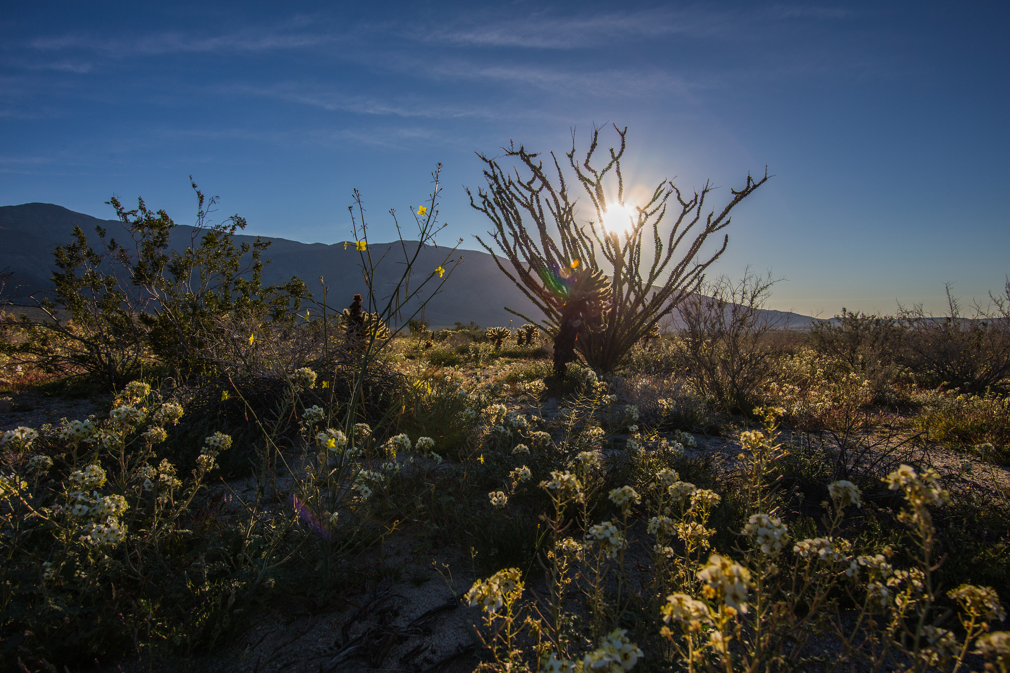 Canon EOS 6D + Canon EF-S 17-85mm F4-5.6 IS USM sample photo. Sunrise in the anza-borrego desert with an ocotillo, yellow flowers, and white flowers photography