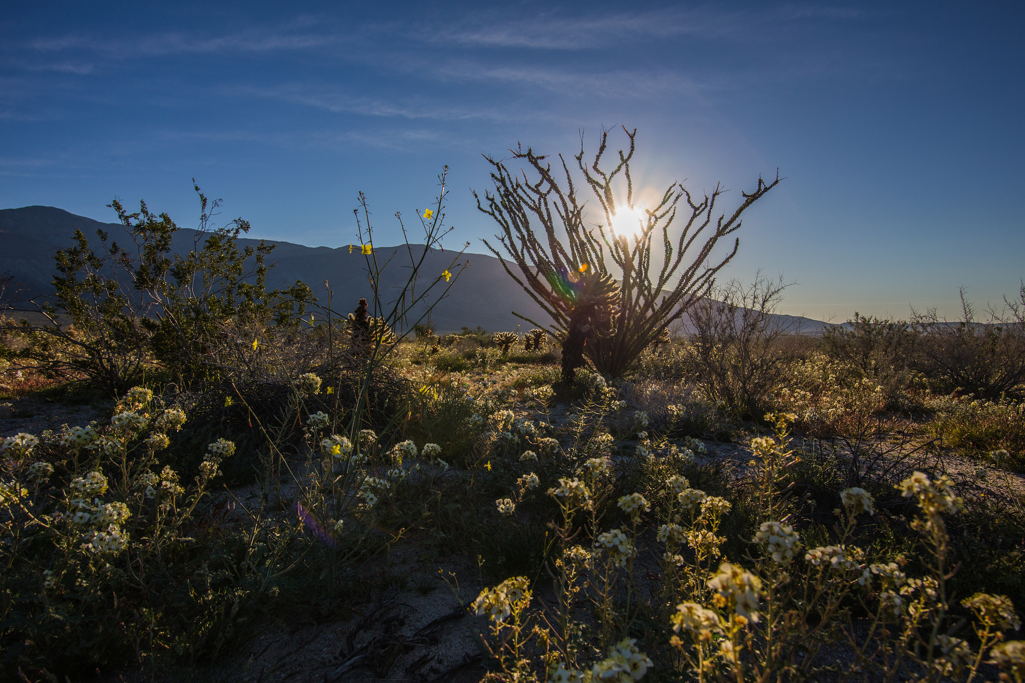 Canon EF-S 17-85mm F4-5.6 IS USM sample photo. Sunrise in the anza-borrego desert with an ocotillo, yellow flowers, and white flowers photography