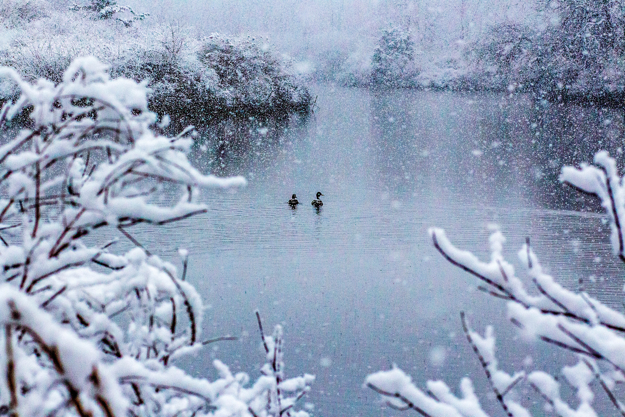 Canon EF 85mm F1.8 USM sample photo. Snowy afternoon photography