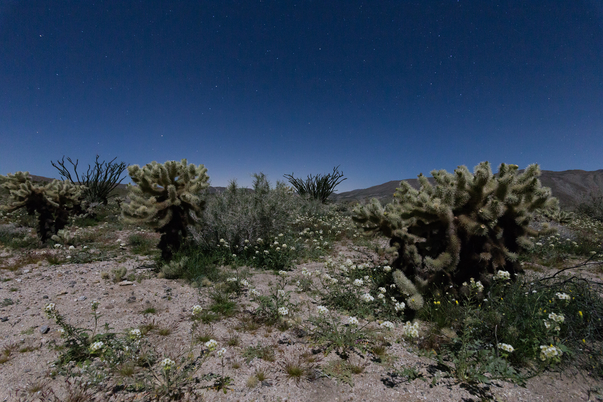 Canon EF-S 17-85mm F4-5.6 IS USM sample photo. Some cholla, ocotillo and white wildflowers in the anza-borrego desert at nighttime photography
