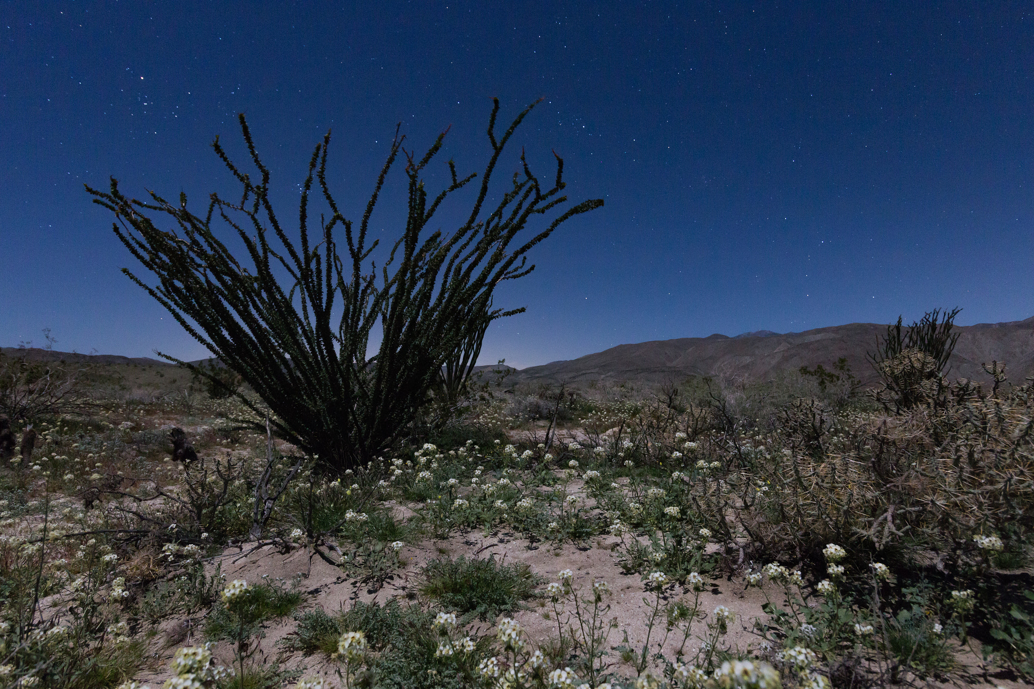 Canon EOS 6D + Canon EF-S 17-85mm F4-5.6 IS USM sample photo. A very deep green ocotillo and whilte wildflowers in the anza-borrego desert at nighttime photography