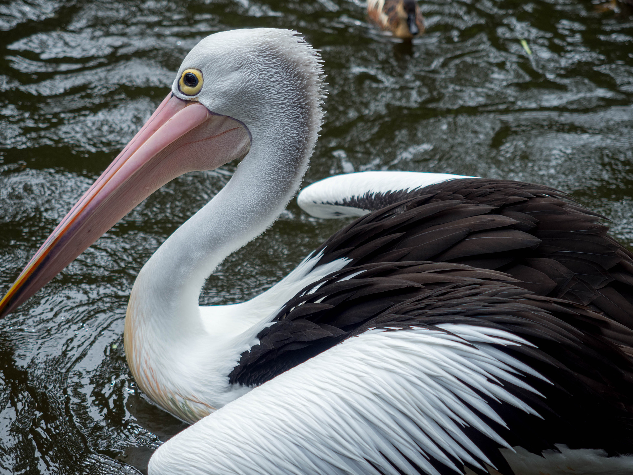 Olympus OM-D E-M1 Mark II + Olympus M.Zuiko Digital ED 12-40mm F2.8 Pro sample photo. Pelican photography
