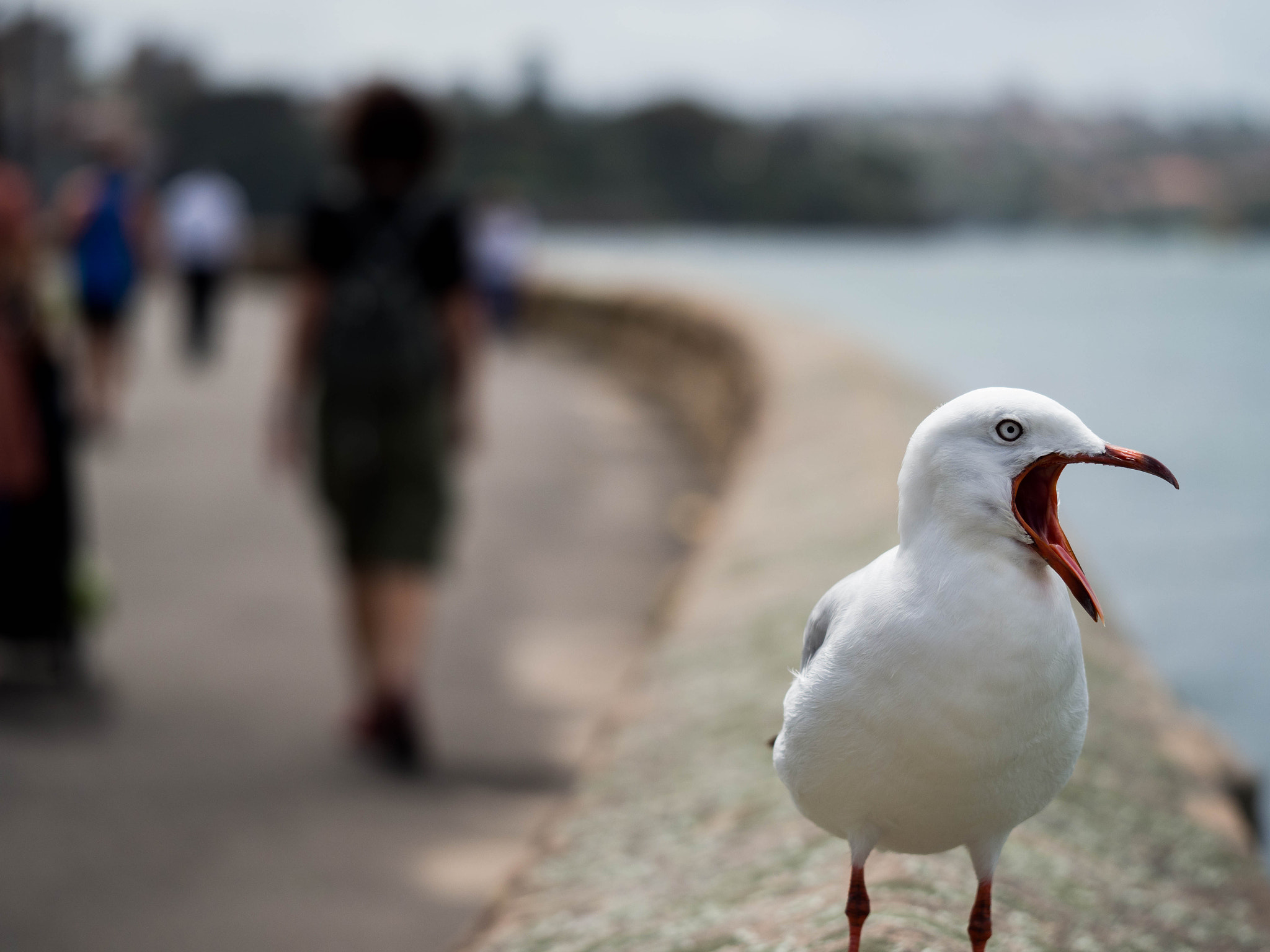 Olympus OM-D E-M1 Mark II + Olympus M.Zuiko Digital ED 60mm F2.8 Macro sample photo. Angry bird photography