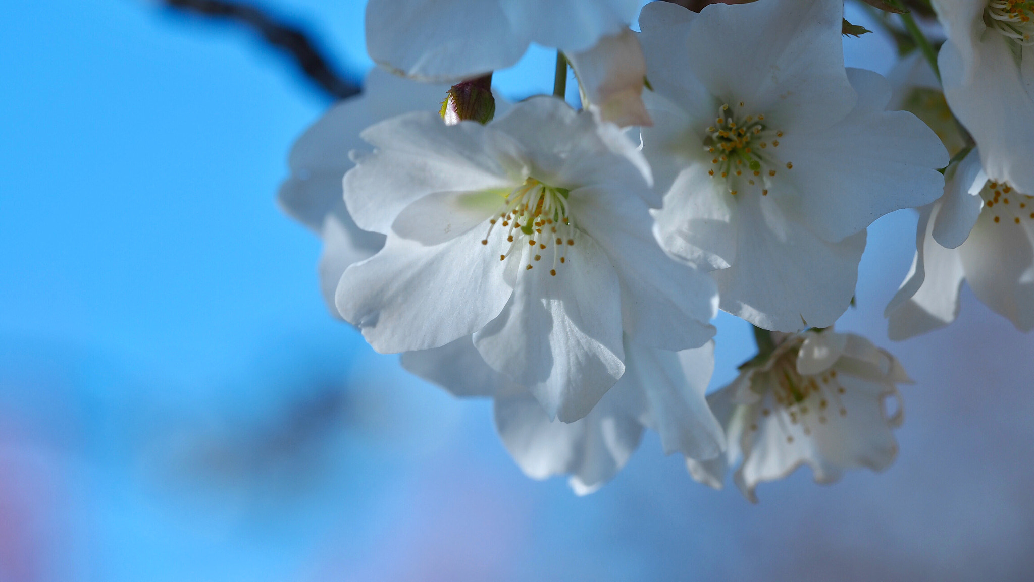 Olympus M.Zuiko Digital ED 60mm F2.8 Macro sample photo. Cherry blossoms photography