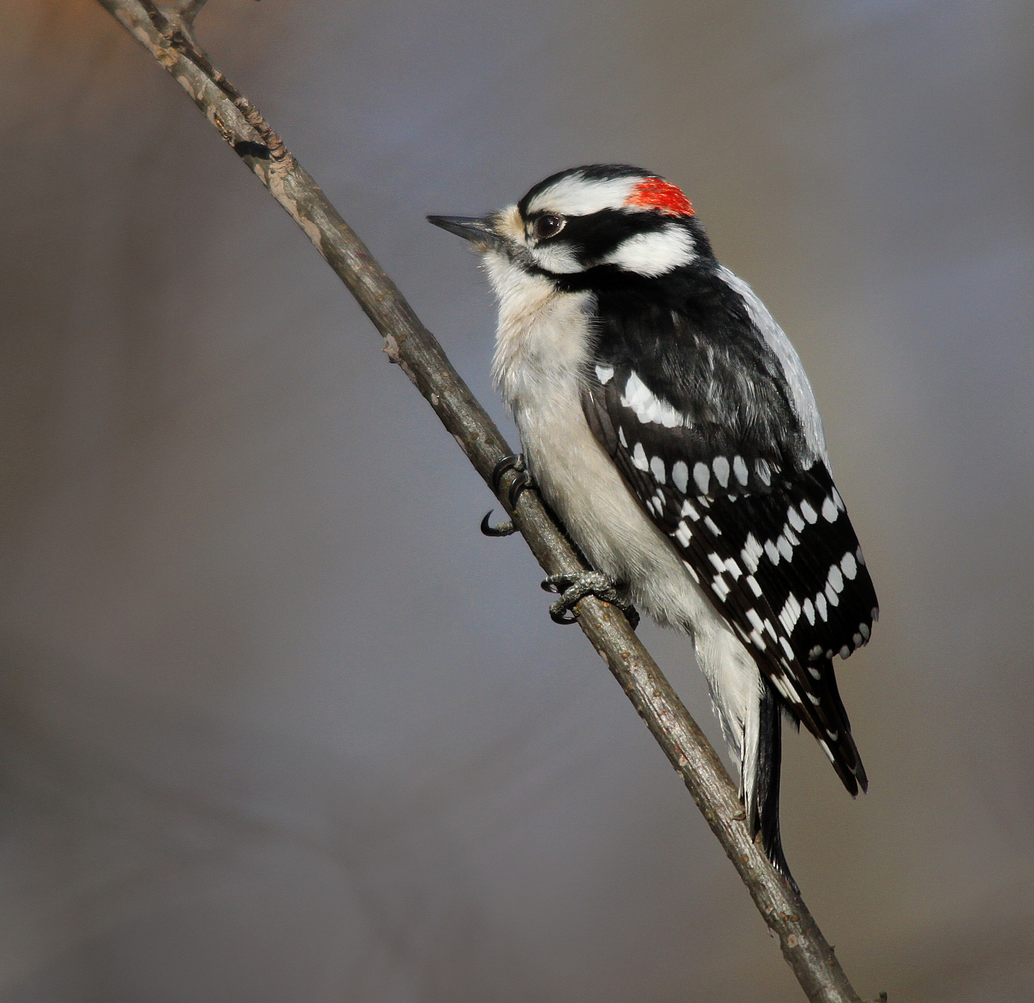 Canon EOS 500D (EOS Rebel T1i / EOS Kiss X3) sample photo. Downy woodpecker on branch photography