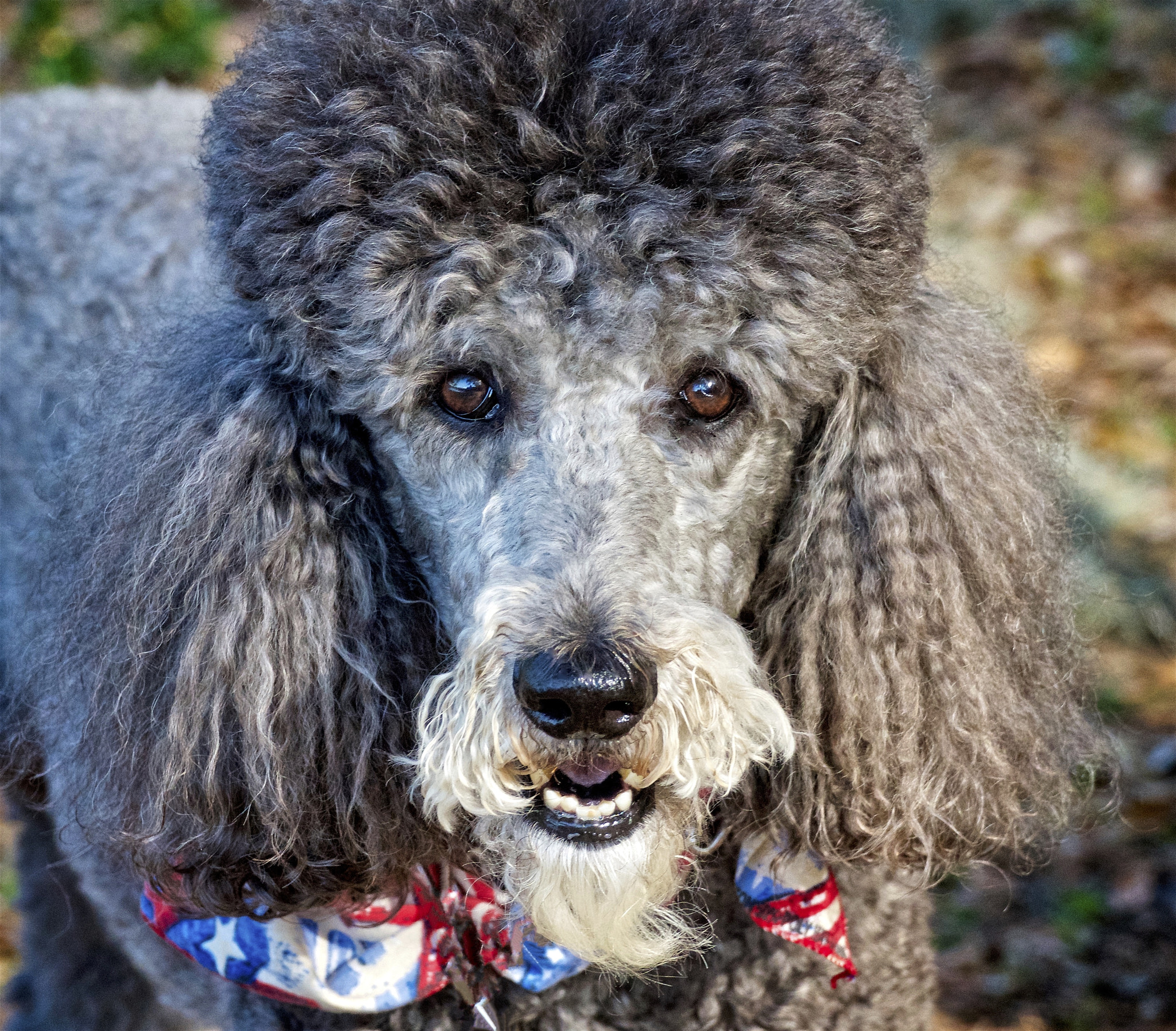 Sony 24-600mm F2.4-4.0 sample photo. Portrait of a poodle photography