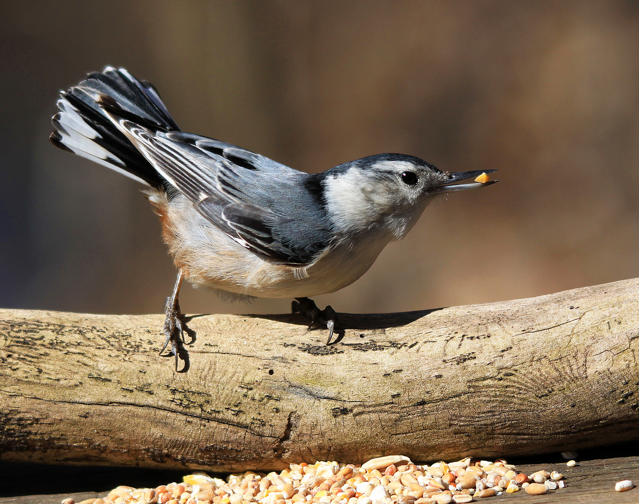 Canon EOS 500D (EOS Rebel T1i / EOS Kiss X3) sample photo. Nuthatch on log photography